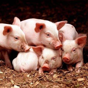 胶州生猪价格爆涨为什么养殖户压力反而增大